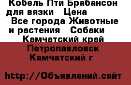 Кобель Пти Брабансон для вязки › Цена ­ 30 000 - Все города Животные и растения » Собаки   . Камчатский край,Петропавловск-Камчатский г.